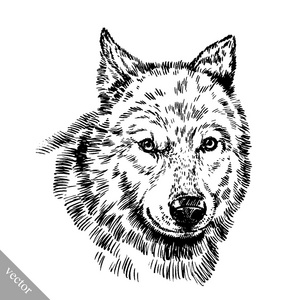 生殖器图片狼图片