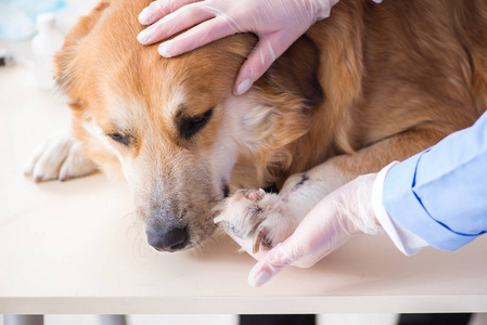 医生和助理检查兽医 cli 中的金猎犬狗