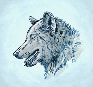 颜色刻油墨画狼图照片