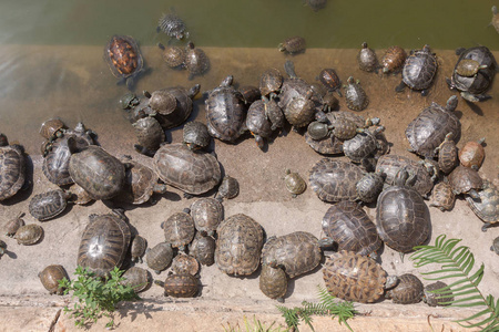 龟池龟群