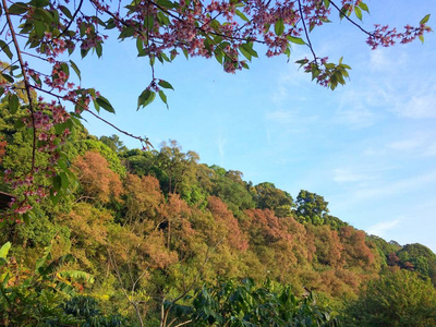 秋天喜马拉雅樱花美丽的山上, 禁止坤昌 Khian 在清迈省北部泰国