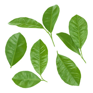 柑橘叶片图片-柑橘叶片素材-柑橘叶片插画-摄图新视界