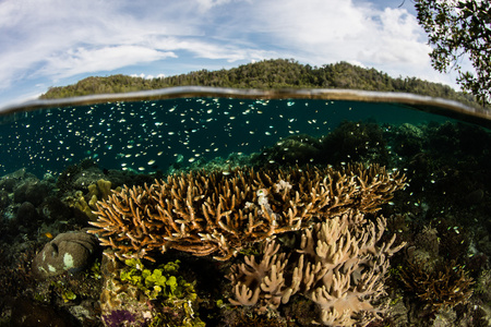 印尼珊瑚礁
