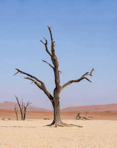 Deadvlei 在纳米比亚的特点是黑暗, 死骆驼荆棘树对比白色平底锅地面