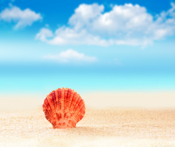 在蓝天的衬托海滩上的贝壳