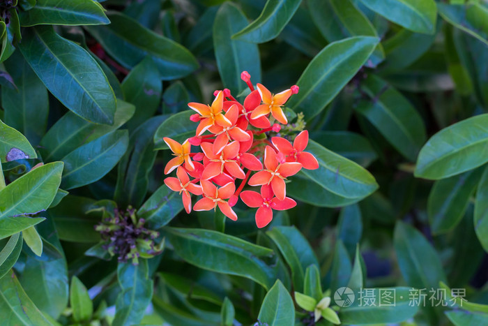 红茜草花照片 正版商用图片0p9mgo 摄图新视界