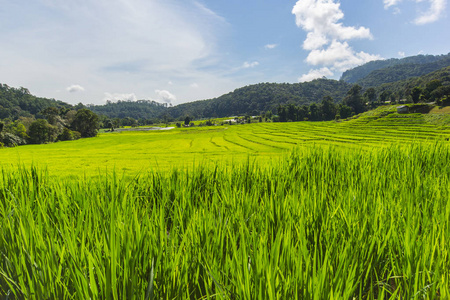 水稻的绿色梯田在湄巴生銮，湄针，清迈，泰国