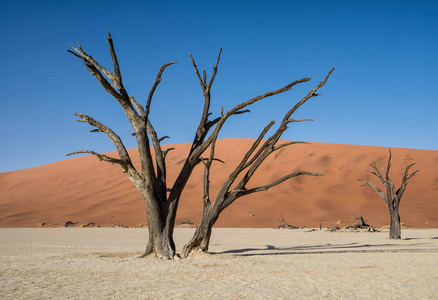Deadvlei 在纳米比亚的特点是黑暗, 死骆驼荆棘树对比白色平底锅地面