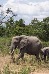 草原上的大象和小象。马赛马拉, 肯尼亚