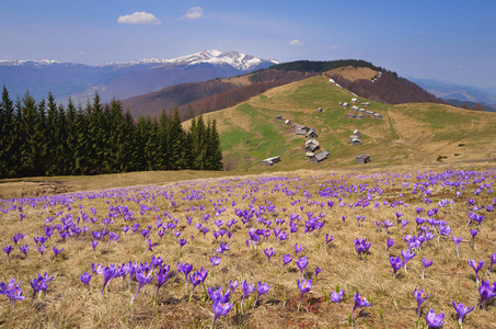 春景花山区