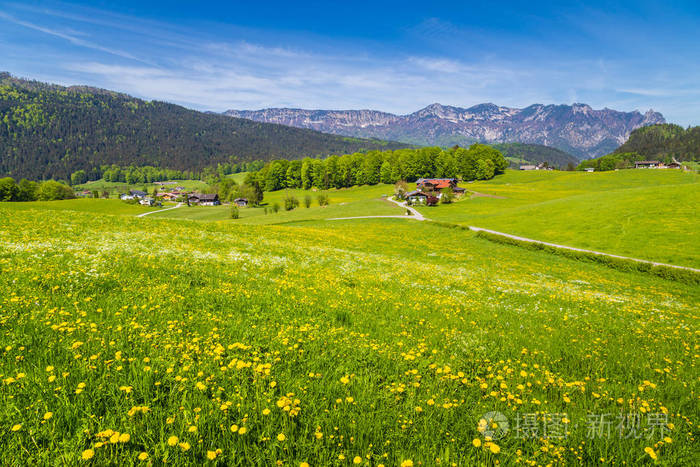 在阿尔卑斯山与盛开的草甸,在夏天的田园景观