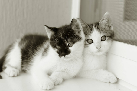 两只可爱的黑白小猫在窗户上玩耍