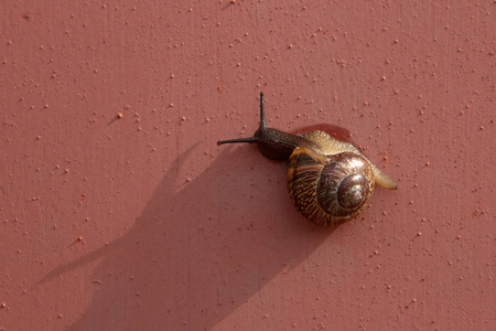爬在墙上的葡萄蜗牛照片
