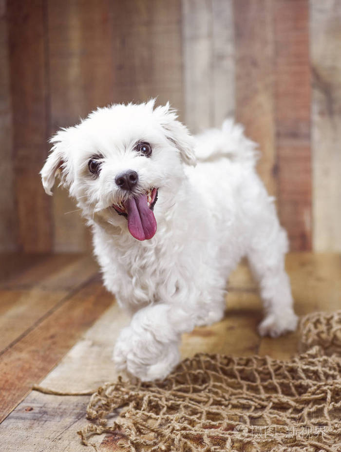 白色马耳他狗摆在一个木材背景, 可爱的友好宠物