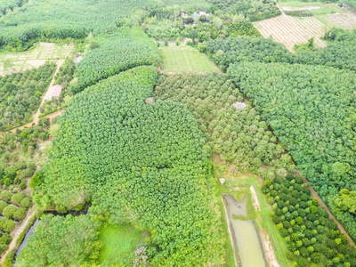 榴梿树果园和橡胶树种植园