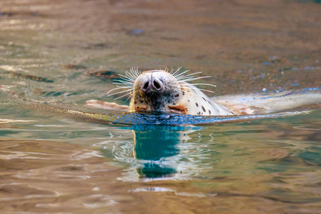 斑海豹在水中