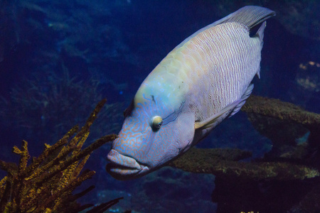 在水族馆中苏眉鱼