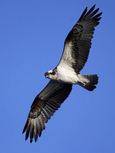 在瑞典的自然栖息地飞行的鱼鹰