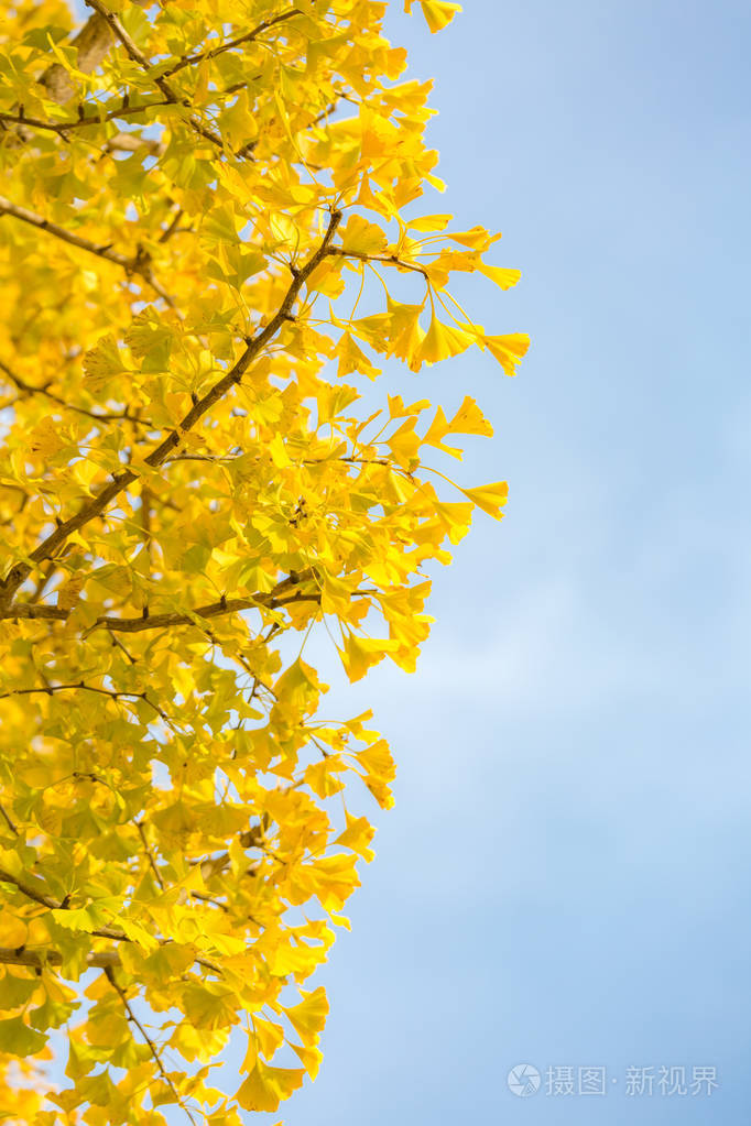 在秋天的银杏树