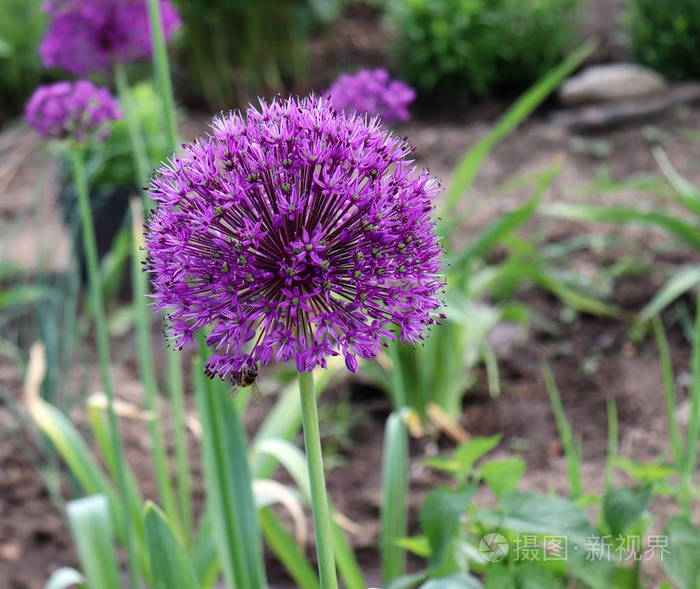 美丽的紫色花朵的葱aflatunense在明亮的阳光明媚的一天在有机花园