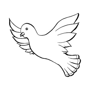 自由的鸽子素描白色背景下的素描风格的鸽子飞鸟照片