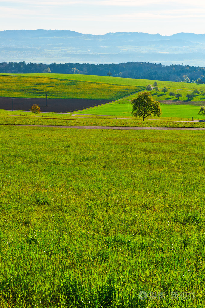 在瑞士的草甸