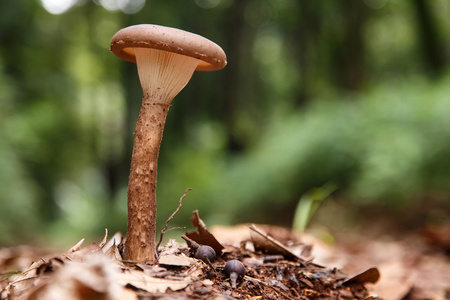 在森林中的野生蘑菇