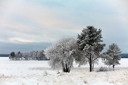 冬季景观俄罗斯