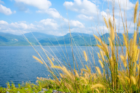 芒车芦苇花的芒照片