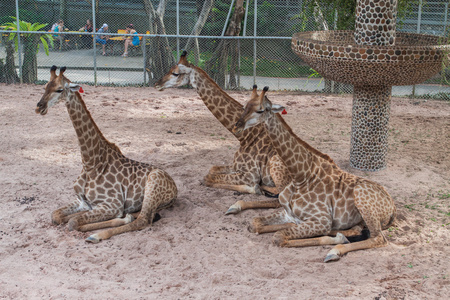 在动物园里三只长颈鹿图片