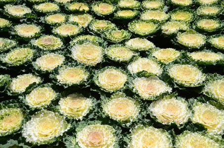 白菜花素材图片 白菜花图片素材下载 摄图新视界 白菜花素材图片 白菜花图片素材下载 摄图新视界