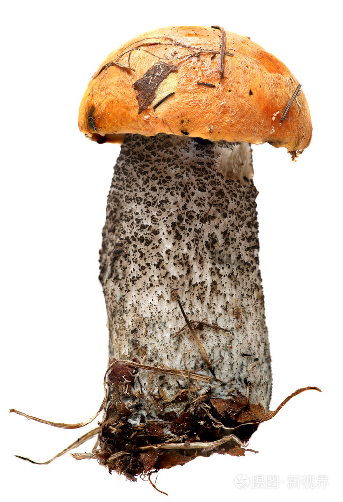 橙盖牛肝菌。森林蘑菇上孤立的白色背景