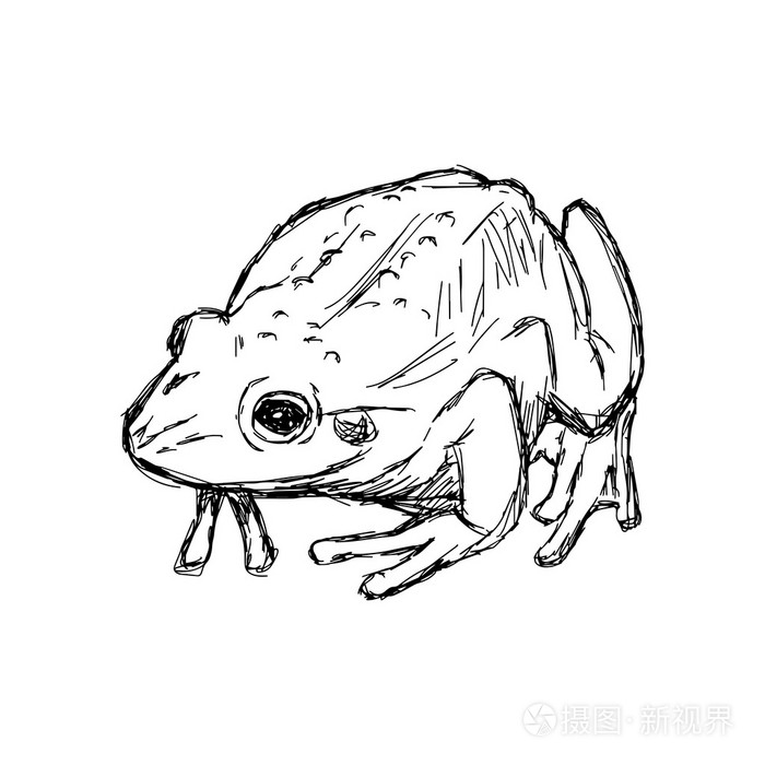 上白孤立的插图矢量手画的涂鸦蟾蜍
