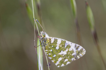 Anthocharis cardamines 蝴蝶