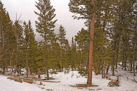 科罗拉多落基山国家公园山中松林中的春雪