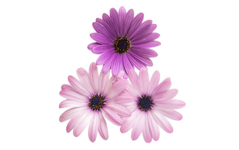 Osteospermum 隔离