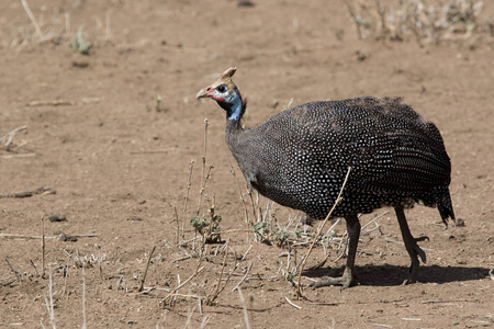 盔珍珠鸡, 穿过非洲大草原的粘土土壤在旱季