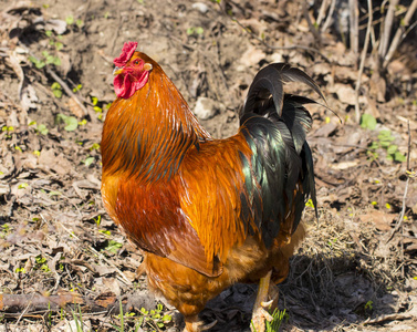 用红红的鸡冠，家禽院子，农场的美丽黑色红公鸡