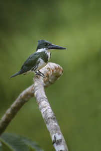 亚马逊翠鸟Chloroceryle amazona, 美丽的格林和白色翠鸟从新世界淡水, 哥斯达黎加
