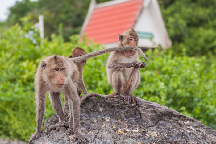 食蟹猴.亚洲泰国