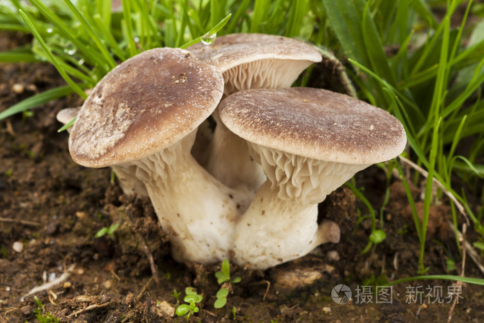 杏鲍菇生长在土壤中