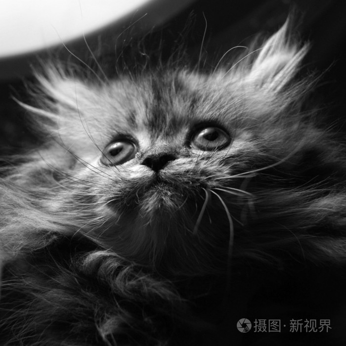 可爱的小猫小小猫波斯小猫