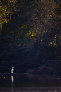 森林湖泊水中的大白鹭图片