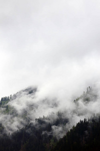 雾云上升从黑暗的高寒山区森林图片