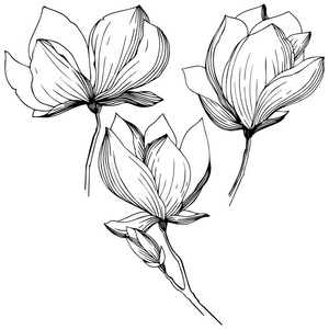 植物全名: 玉兰.背景,纹理,包装图案,框架或边框的矢量橄榄树照片