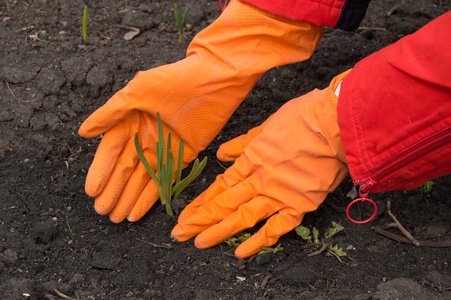 橙色的橡胶手套的人照顾年轻的绿苗。全新的生活理念