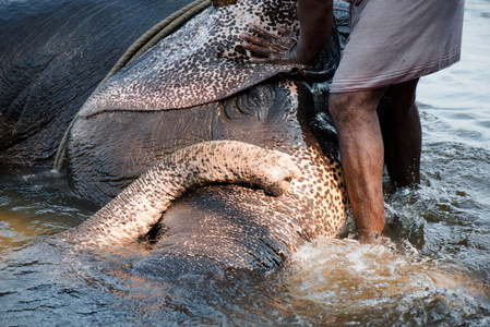 大象在河里洗