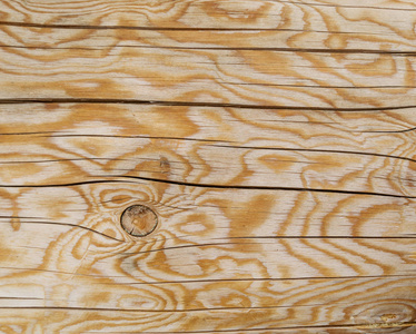 落叶松木落叶松木材纹理背景照片