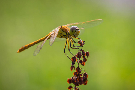 常见的镖 Sympetrum striolatum 副作用