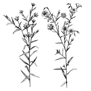 成分花朵图片-成分花朵素材-成分花朵插画-摄图新视界